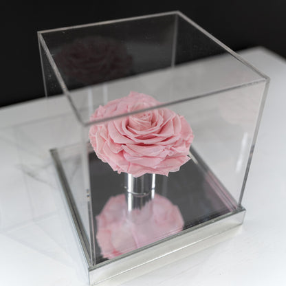 [NEW] [Velutto] + Westwood + Crystal Mirror Display Case + Single Rose